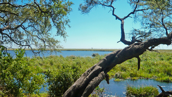 Camp Linyanti Camp Linyanti: Baum am Ufer
