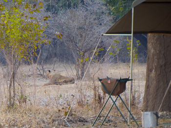 Camp Mana: Löwin nahe am Zelt