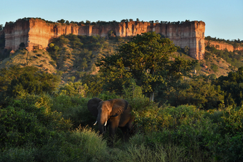 Chilo Ivory Trail Adventure: Elefantenbulle vor den Chilojo Cliffs