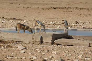 Dolomite Camp: Schabrackenschakale am Duineveld Waterhole