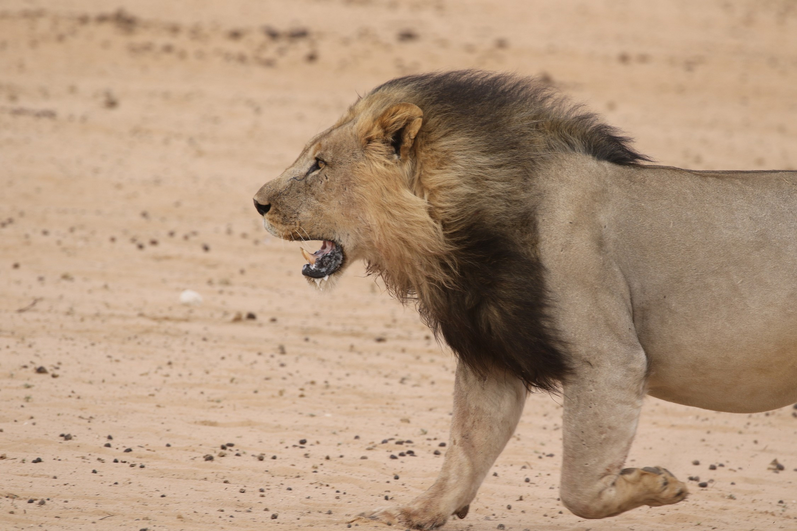 Dolomite Camp Dolomite Camp: Stürmender Löwe