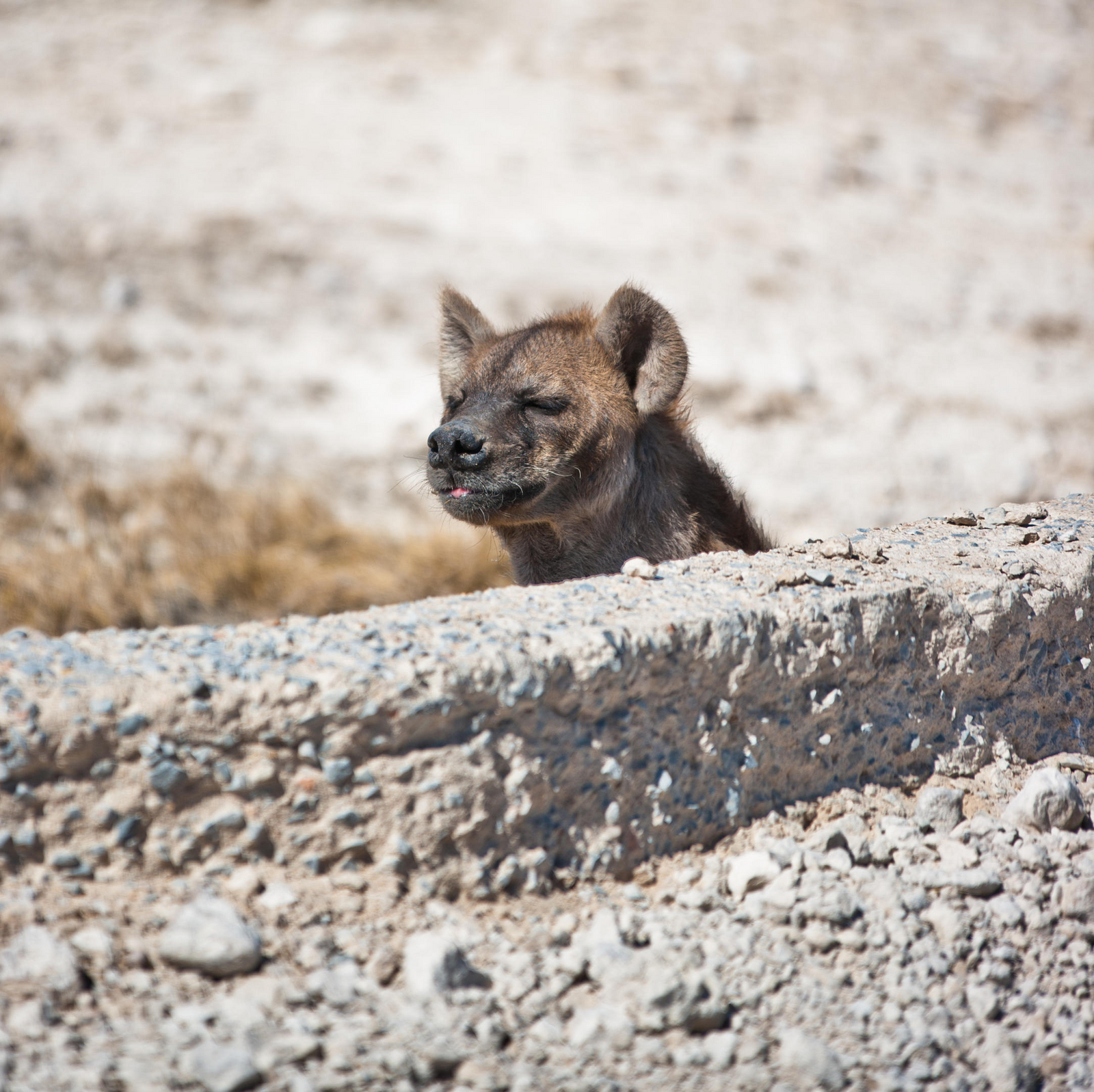 Etosha Safari Camp Etosha Safari Camp: Hyäne