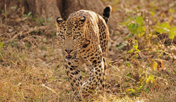 Evolve Back Kuruba Safari Lodge: Leopard auf Pirsch