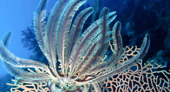 Fundu Lagoon: Tauchen