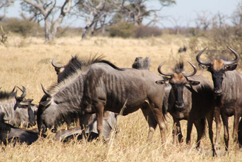 Ghoha Hills Savuti Lodge Ghoha Hills Savuti Lodge: Gnus