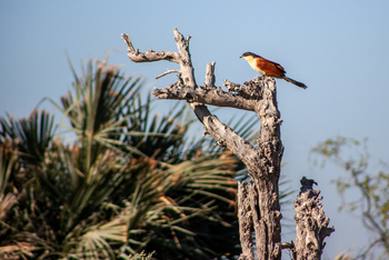 Gomoti Plains Camp: Tiere und Landschaft