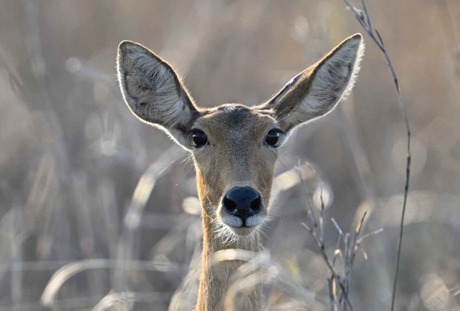 Gorongosa Safaris Gorongosa Safaris