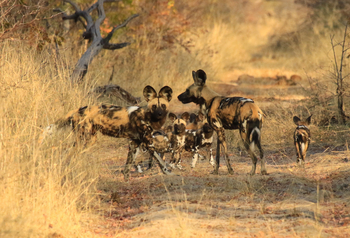 Imvelo Safaris Imvelo Safaris: Wildhundfamilie auf Weg