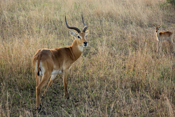 Kasenyi Safari Camp: Kob-Antilope mit Kalb