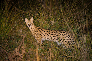 King's Pool Camp King's Pool Camp: Serval