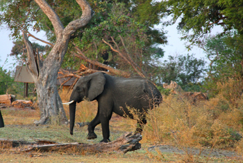 Kujwana Camp: Elefant im Camp