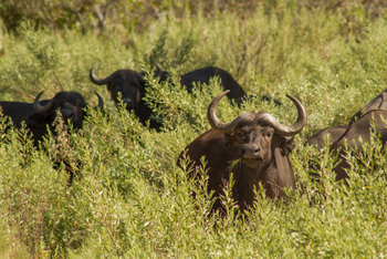 Lagoon Camp Lagoon Camp: Büffel