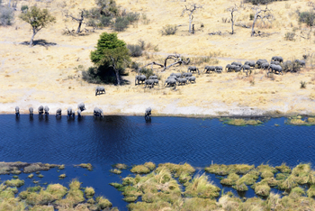 Lagoon Camp Lagoon Camp: Luftbild - Elefantenherde