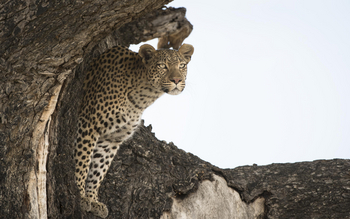 Leopard Plains: Leopard