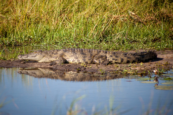 Machaba Camp: Krokodil