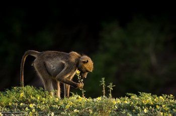 Mashatu Game Reserve: Pavian