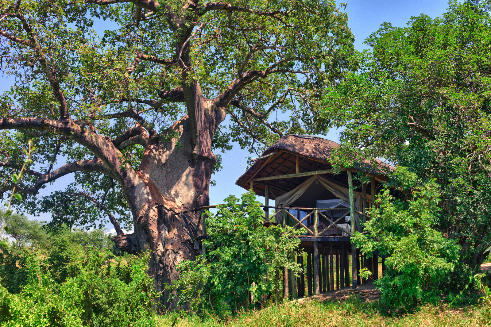 Mbali Mbali Tarangire River Camp Mbali Mbali Tarangire River Camp: Zelt neben einem Baobab