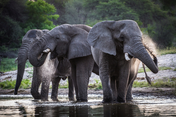 Meno A Kwena Camp Meno A Kwena Camp: Elefanten