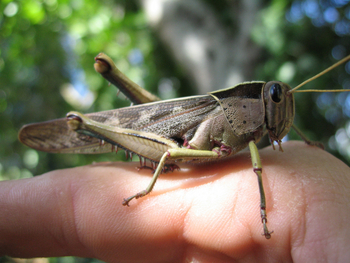 Mihingo Lodge: Heuschrecke