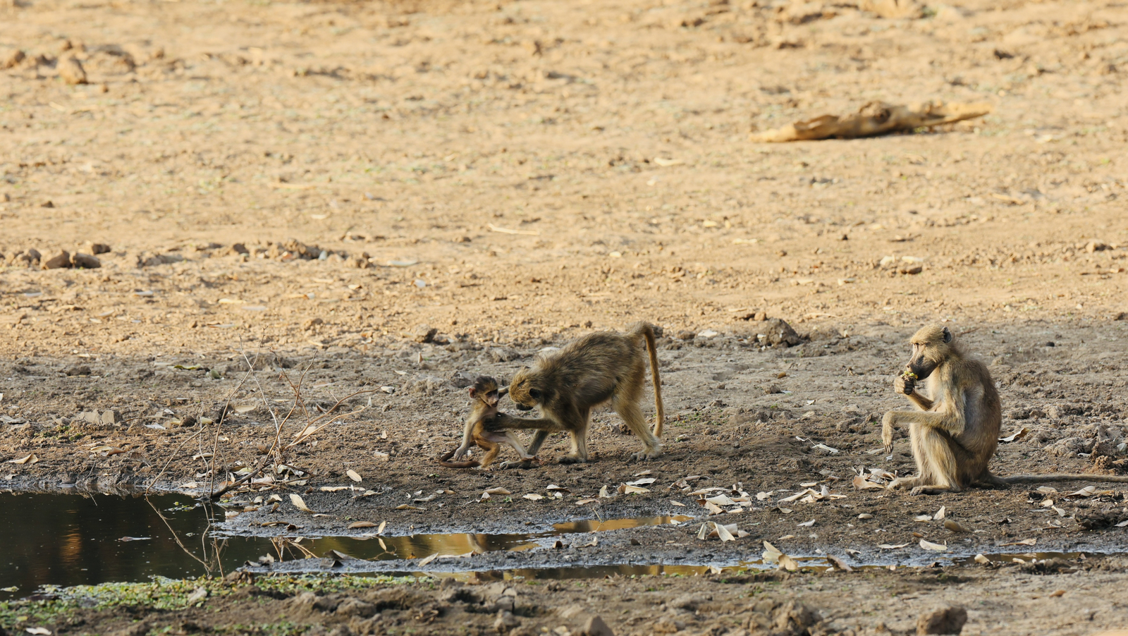 Molori Mashuma Molori Mashuma: Pavianbaby