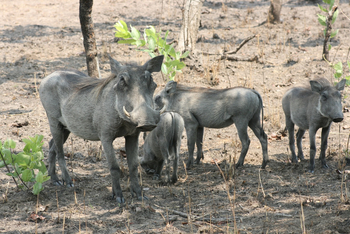 Mukambi Busanga Plains Camp: Warzenschweine