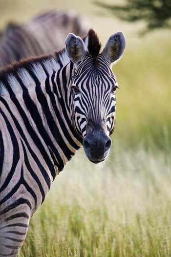 Mushara Game Drive: Zebrakopf