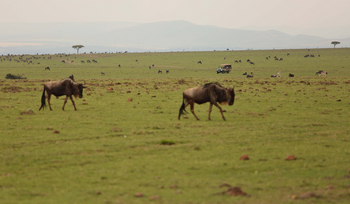 Naboisho Camp: Gnus