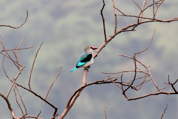Ndali Lodge: Grey-headed Kingfisher