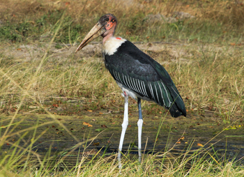 Nehimba Lodge: Marabu