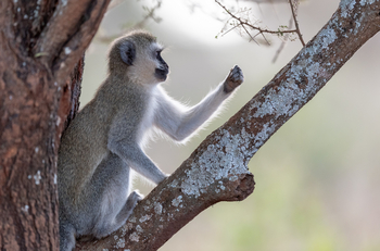 Oliver's Camp: Young Vervet Monkey