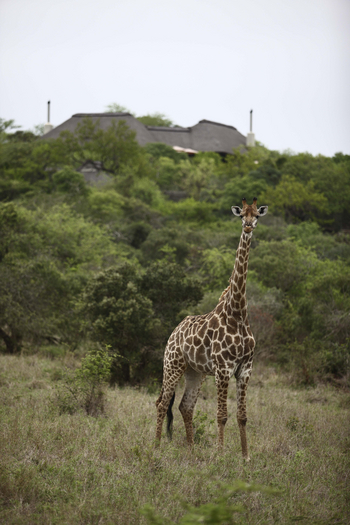 Phinda Mountain Lodge: Giraffe