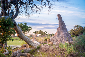 Pom Pom Camp: Löwe vor Termitenkamin