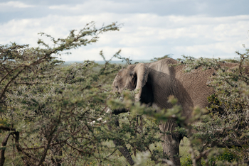 Porini Rhino Camp: Elefant zwischen Dornbüschen