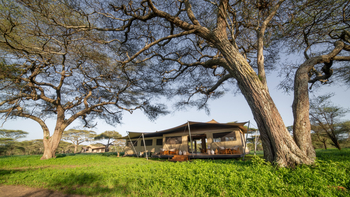 Roving Bushtops Camp: Unter Bäumen