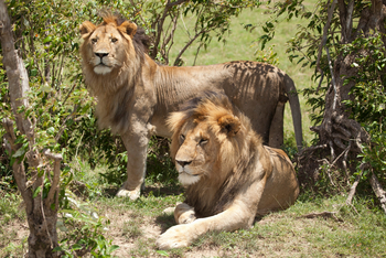 Sala's Camp: Löwenmännchen