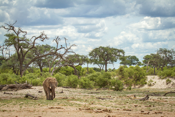 Savute Safari Lodge: Elefantenbulle