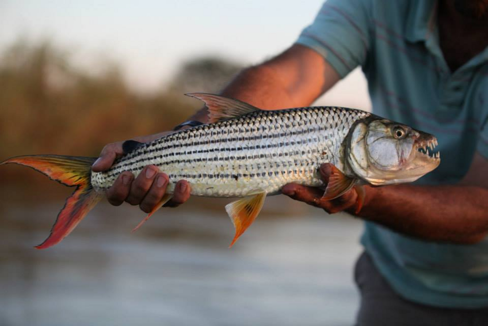 Shakawe River Lodge Shakawe River Lodge
