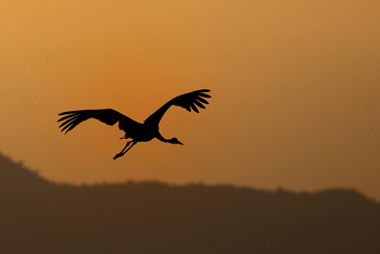 Sujan Jawai: Saruskranich