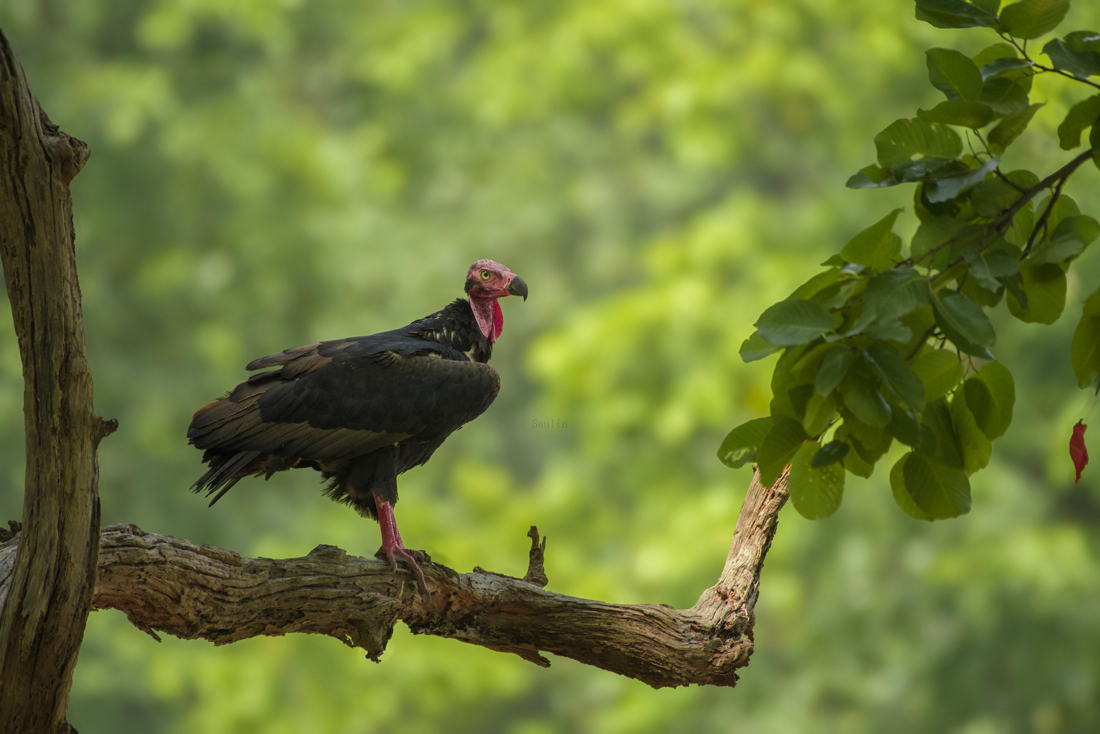The Oberoi Vindhyavilas Wildlife Resort The Oberoi Vindhyavilas Wildlife Resort: Rotkopfgeier