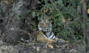 The Oberoi Vindhyavilas Wildlife Resort: Tiger Chorbhara
