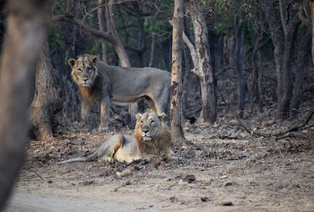 The Postcard Gir Wildlife Sanctuary: Junge Löwen
