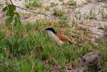 Thorntree River Lodge Thorntree River Lodge: Coucal