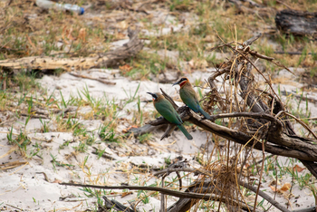 Thorntree River Lodge Thorntree River Lodge: White-fronted Bee-Eaters