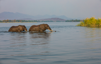 Amanzi Camp: Elefanten überqueren den Sambesi