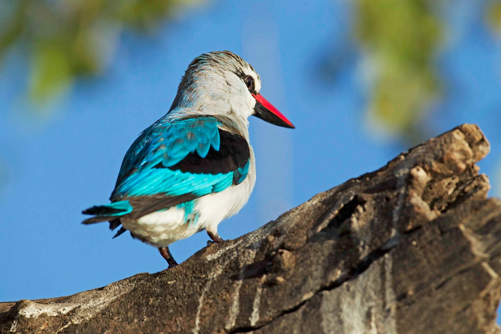 Chobe Savanna Lodge Chobe Savanna Lodge: Woodland Kingfisher