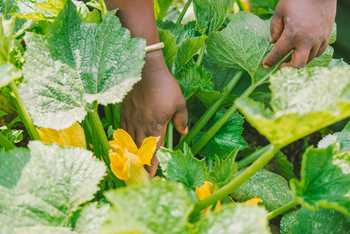 Elewana The Manor at Ngorongoro: Kürbispflanze