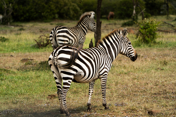 Encounter Mara Camp: Zebras