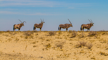 Epacha Game Lodge: Oryx-Gruppe