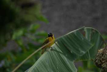 Five Volcanoes Boutique Hotel: Webervogel