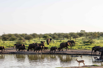 Jamala Madikwe: Elefantenherde am Wasserloch bei Morgenlicht